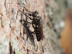 Cyrtopogon lateralis