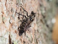 Cyrtopogon lateralis