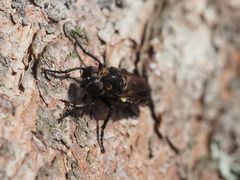 Cyrtopogon lateralis