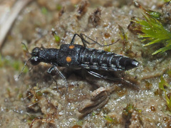 Stenus biguttatus