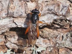 Chalcosyrphus valgus