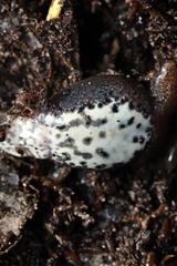 Cacosternum australis