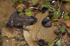 Cacosternum australis