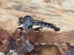 Neoitamus socius