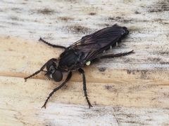 Cyrtopogon lateralis