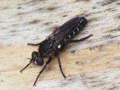 Cyrtopogon lateralis