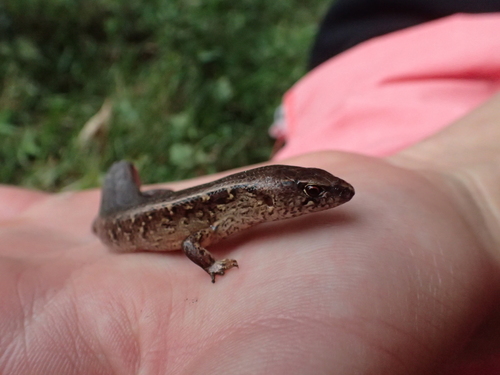 (Gray's) Ornate Skink, Oligosoma ornatum