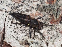 Cyrtopogon lateralis
