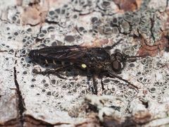 Cyrtopogon lateralis