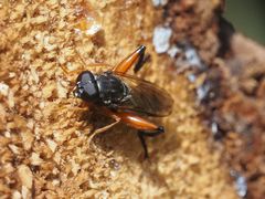 Chalcosyrphus valgus