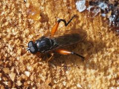 Chalcosyrphus valgus