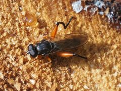 Chalcosyrphus valgus