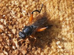 Chalcosyrphus valgus