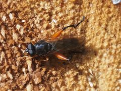 Chalcosyrphus valgus