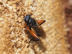 Chalcosyrphus valgus