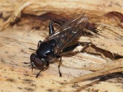 Chalcosyrphus nemorum