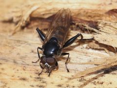 Chalcosyrphus nemorum