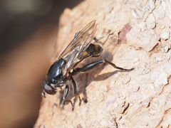Chalcosyrphus nemorum
