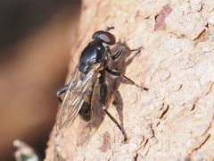 Chalcosyrphus nemorum