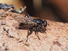 Chalcosyrphus nemorum