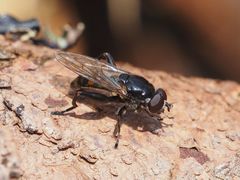 Chalcosyrphus nemorum