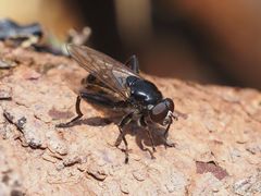 Chalcosyrphus nemorum