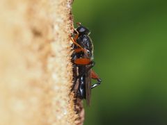 Chalcosyrphus valgus