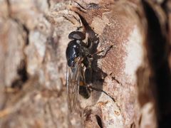 Chalcosyrphus nemorum