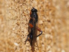 Chalcosyrphus valgus