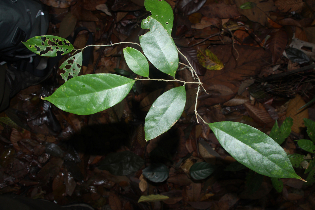 Trigoniastrum