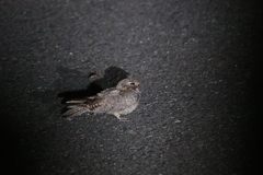 Caprimulgus affinis stictomus