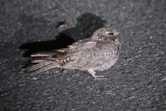 Caprimulgus affinis stictomus