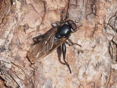 Chalcosyrphus nemorum