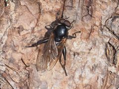 Chalcosyrphus nemorum