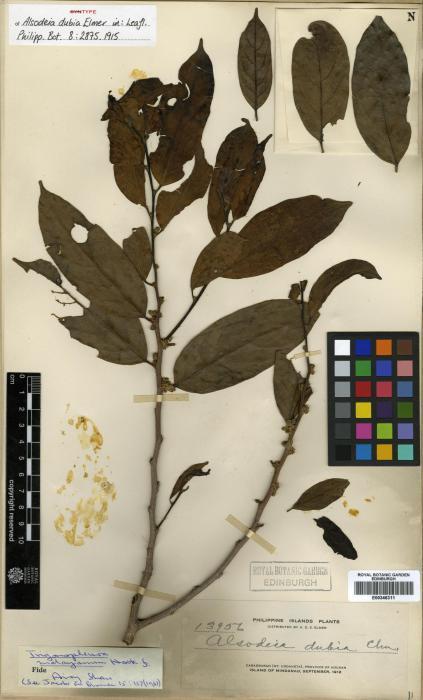 Trigonopleura