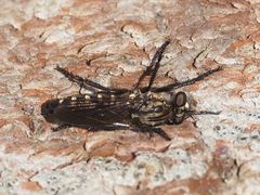 Cyrtopogon lateralis