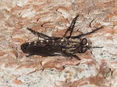 Cyrtopogon lateralis