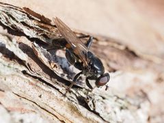 Chalcosyrphus nemorum