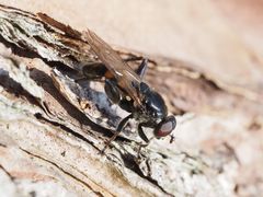 Chalcosyrphus nemorum