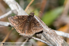 Erynnis juvenalis