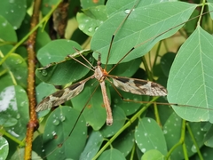 Tipula maxima