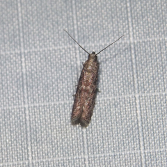 Ectomyelois ceratoniae