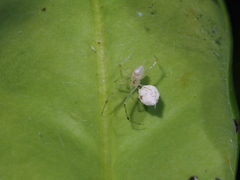 Chrysso lingchuanensis