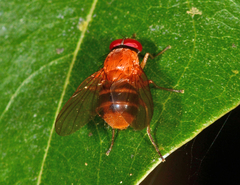 Dichaetomyia