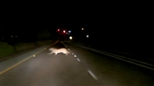 North American Mountain Lion photographed in California