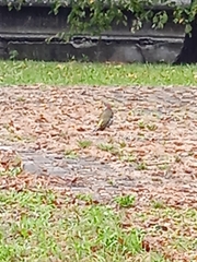 Picus viridis