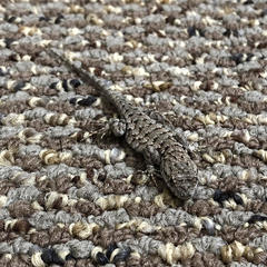 Sceloporus occidentalis