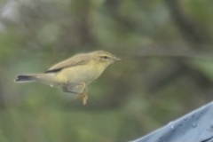 Phylloscopus trochilus