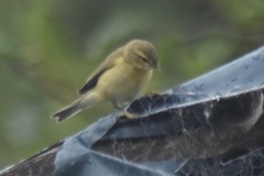 Phylloscopus trochilus