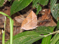 Zeuxidia amethystus amethystus